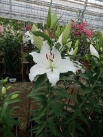 [5292 Bodyguard No01.JPG]